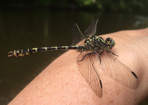 libelle