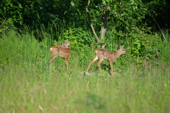 rehe